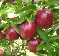 Top 40 Orchard - Great Ocean Road Tourism