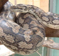 Armadale Reptile Centre - Great Ocean Road Tourism