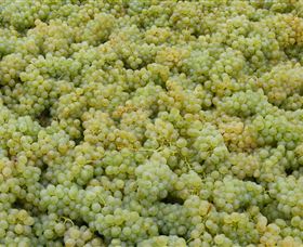 Normanby Wines - Great Ocean Road Tourism 0