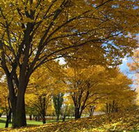 Centennial Park at Cooma - Great Ocean Road Tourism