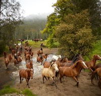 Glenworth Valley Horse Riding - Great Ocean Road Tourism