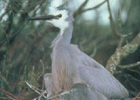 Jack Smith Lake State Game Reserve - Great Ocean Road Tourism 0