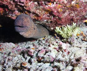 Anchor Bommie Dive Site - Great Ocean Road Tourism 1