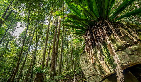 Palm Grove Nature Reserve - Great Ocean Road Tourism 1