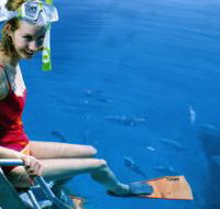 Roy Rufus Artificial Reef Dive Site - Great Ocean Road Tourism