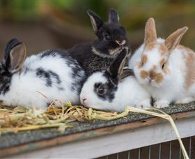 Amazement Farm And Fun Park / Cafe And Farmstay Accommodation - Great Ocean Road Tourism 2