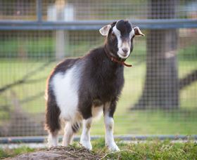 Amazement Farm And Fun Park / Cafe And Farmstay Accommodation - Great Ocean Road Tourism 3