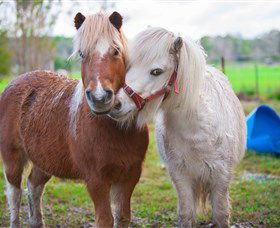 Amazement Farm And Fun Park / Cafe And Farmstay Accommodation - Great Ocean Road Tourism 5