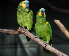 Amazement Farm And Fun Park / Cafe And Farmstay Accommodation - Great Ocean Road Tourism 7