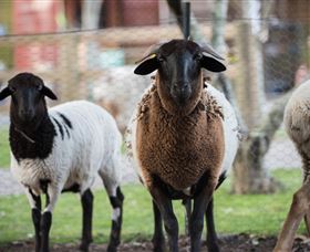Amazement Farm And Fun Park / Cafe And Farmstay Accommodation - Great Ocean Road Tourism 4