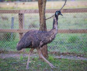 Amazement Farm And Fun Park / Cafe And Farmstay Accommodation - Great Ocean Road Tourism 6