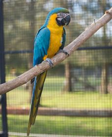 Amazement Farm And Fun Park / Cafe And Farmstay Accommodation - Great Ocean Road Tourism 8