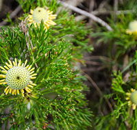 Illawarra lookout walking track - Great Ocean Road Tourism