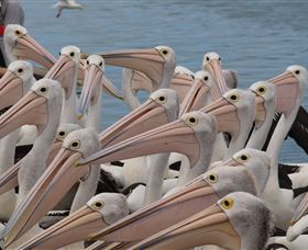 Pelican Feeding - Great Ocean Road Tourism 4