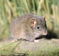 Munmorah State Conservation Area - Great Ocean Road Tourism