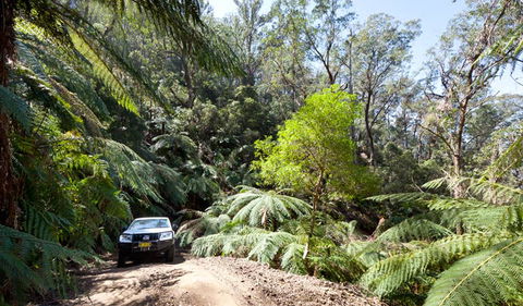 Wadbilliga Road Drive - Great Ocean Road Tourism 3