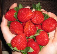 The Strawberry Farm - Great Ocean Road Tourism
