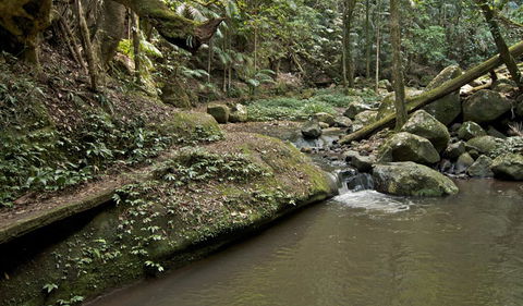 Booyong Walking Track - Great Ocean Road Tourism 1