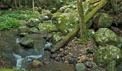 Booyong Walking Track - Great Ocean Road Tourism 2