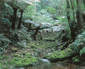 The Corn Trail Walk - Great Ocean Road Tourism 0