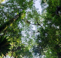 Botanic walk - Great Ocean Road Tourism