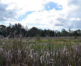 Jabiru Geenbeebeinga Wetlands - Great Ocean Road Tourism 1