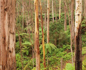 Cycle Mogo State Forest - Great Ocean Road Tourism 1
