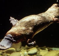 Platypus Pool - Great Ocean Road Tourism