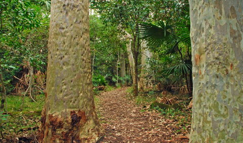 Depot Beach Rainforest Walk - Great Ocean Road Tourism 0