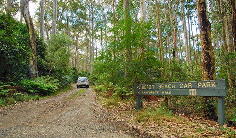 Depot Beach Rainforest Walk - Great Ocean Road Tourism 1