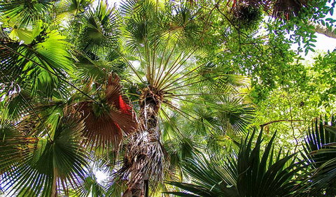 Depot Beach Rainforest Walk - Great Ocean Road Tourism 2