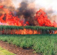 Reeves Family Sugar Cane Farm - Great Ocean Road Tourism