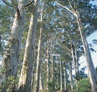 The Great Forest Trees Drive - Great Ocean Road Tourism