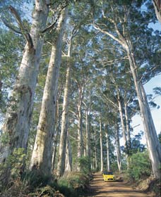 The Great Forest Trees Drive - Great Ocean Road Tourism 0