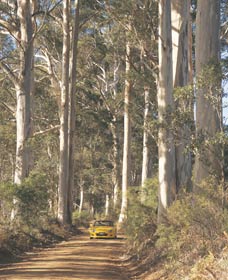 The Great Forest Trees Drive - Great Ocean Road Tourism 2