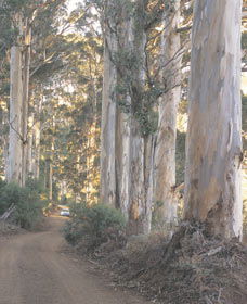 The Great Forest Trees Drive - Great Ocean Road Tourism 3