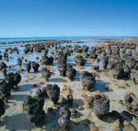 Hamelin Pool Stromatolites - Great Ocean Road Tourism