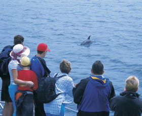 Dolphin Discovery Centre - Great Ocean Road Tourism 3