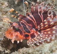 The Seaway Dive Site - Great Ocean Road Tourism