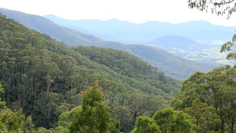 South East Forests National Park - Great Ocean Road Tourism 1