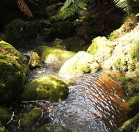 South East Forests National Park - Great Ocean Road Tourism