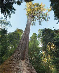 Burrawan State Forest - Great Ocean Road Tourism 1