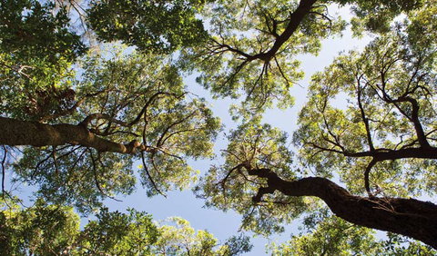 Coffs Coast Regional Park - Great Ocean Road Tourism 2
