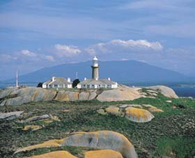 Montague Island Nature Reserve - Great Ocean Road Tourism 0