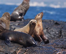 Montague Island Nature Reserve - Great Ocean Road Tourism 2