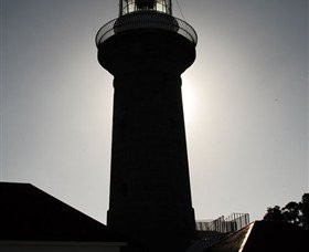 Montague Island Nature Reserve - Great Ocean Road Tourism 4