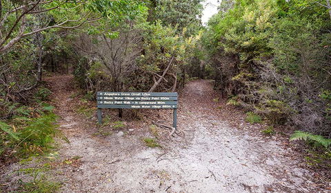 Angophora Grove Walking Track - Great Ocean Road Tourism 0