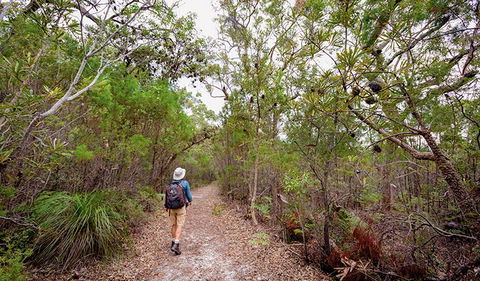 Angophora Grove Walking Track - Great Ocean Road Tourism 1