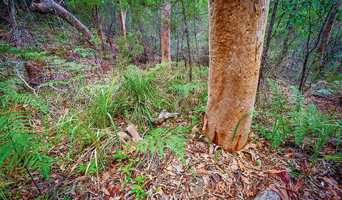 Angophora Grove Walking Track - Great Ocean Road Tourism 2