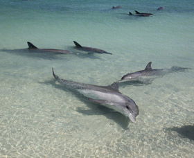 Dolphins Of Monkey Mia - Great Ocean Road Tourism 2